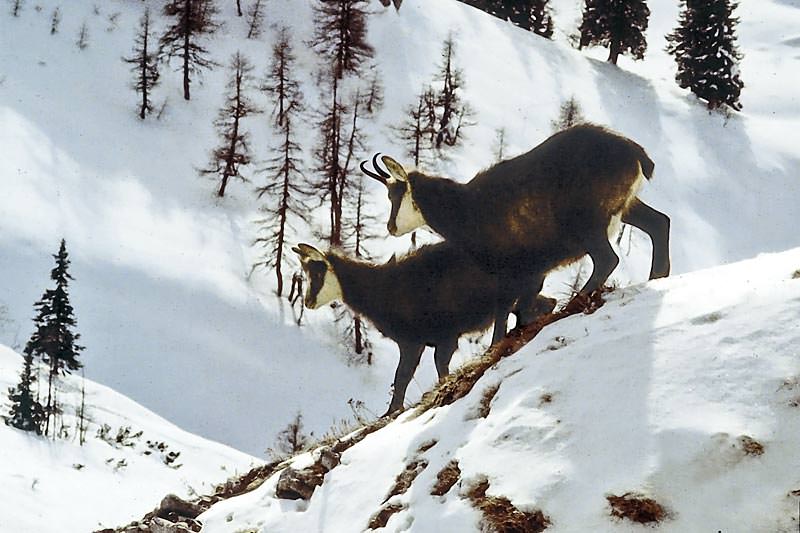 Feeding wild game in the National Park